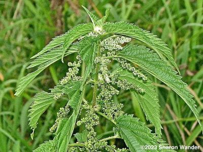 Stinging nettle